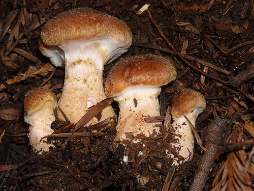 Armillaria sinapina